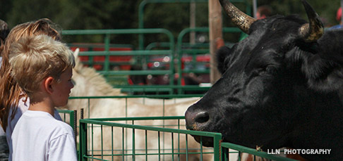 Farm Animals - Springdale, Arkansas